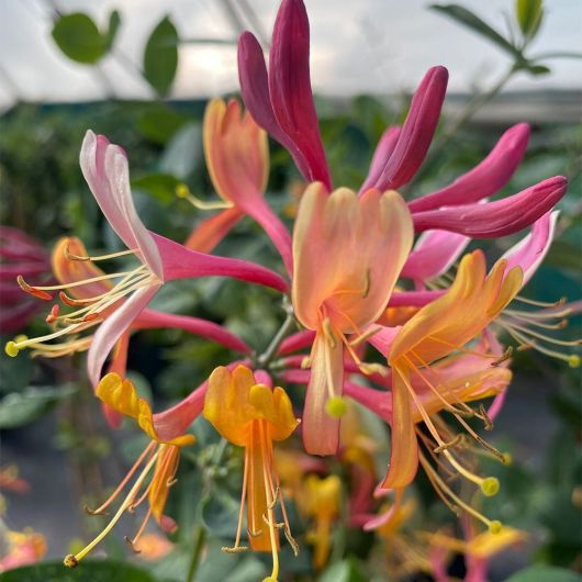 Lonicera American Beauty